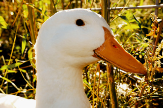 Ep. 185 How to Raise Ducks for Eggs in Your Backyard