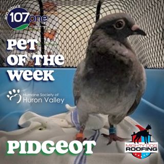 a2VV: HSHV Pet of the Week 8/14/25