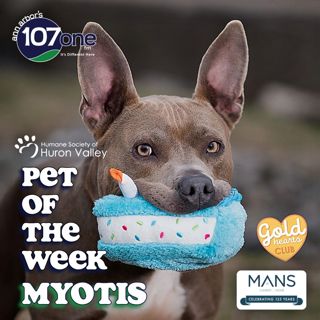 HSHV Pet of the Week 6/11/26