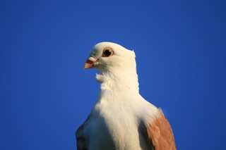 Do Pigeons Make Good Pets? An Interview with the National Pigeon Association