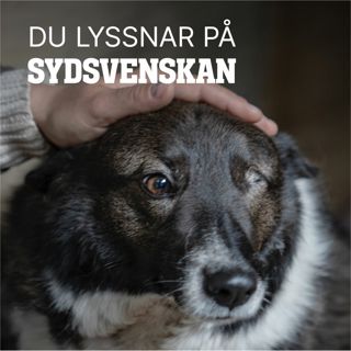 Plågade och övergivna – vi mötte de krigsdrabbade djuren