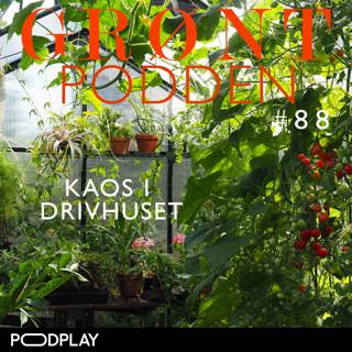 #88 Kaos i drivhuset