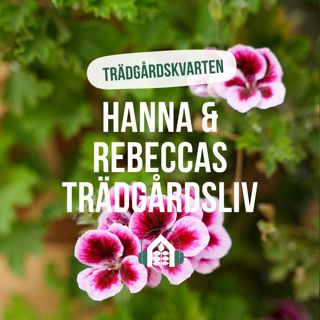 Avsnitt 160 - Trädgårdskvarten – Pelargoner