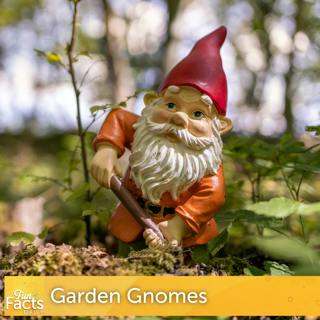 Fun Facts About Garden Gnomes