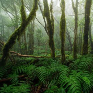 Rainforest Thunderstorm - 10 Hours Sleep Sound