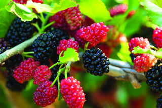 Audio Article: Making the Most of Mulberries