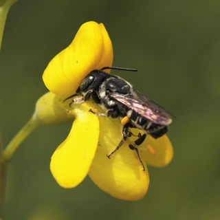 Planting for Pollinators