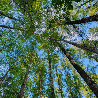 Nature’s Morning Calm: Relaxing Birdsong & Gentle Forest Ambience