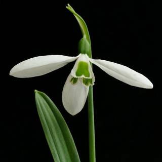 The Autumn Shift: Hibernaculums, Snowdrops, and Jane Austen
