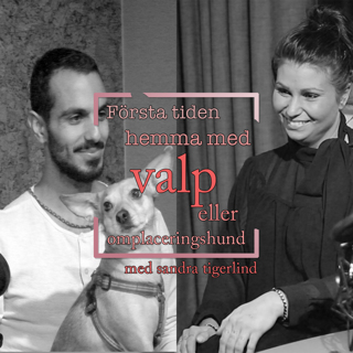 Första tiden hemma med valp eller omplaceringshund