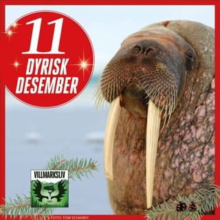 Dyrisk Desember 11: Hvalross - ingen kosebamse