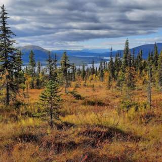 Pärlälvens fjällurskog – om sjumilaskogen och naturens väktare