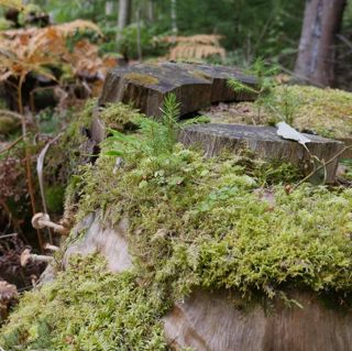 Skogsfredag, Avsnitt 79 - 200 biljoner kronor och svensk OSB någon?