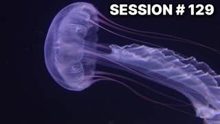 Intro To Jellyfish Care With Travis Brandwood | #129