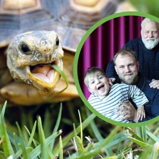 Apelgrens husdjur: Sköldpadda
