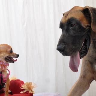 Så blev hundar så olika – och därför ylar de på ambulanser