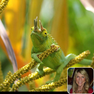 Ep 33: Jackson's Chameleons in Hawaii
