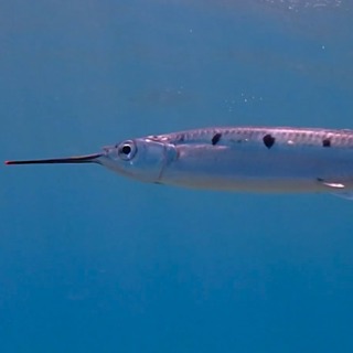 Facts: The Halfbeak