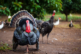Turkeys on the Farmstead