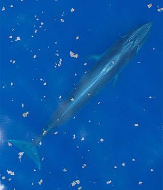 The Rice's Whale Final Call