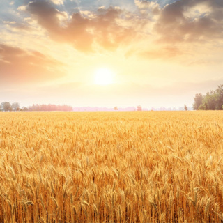 VALERIE HAYES - ARE YOU READY FOR THE HARVEST?