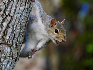 Ep. 119 Hunting Small Wildlife