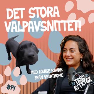 Det stora valpavsnittet – med veterinären Louise Kavak