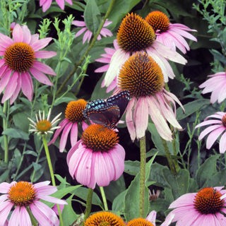 Ecology Based Landscaping with Larry Weaner