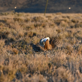 Sage grouse strut adventure