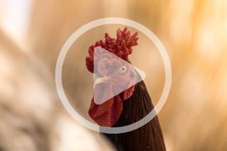 Chicken Combs: Problems and Care