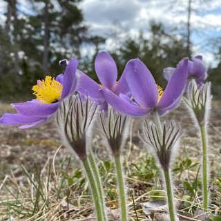 Filehajdars unika natur - och massor med mört