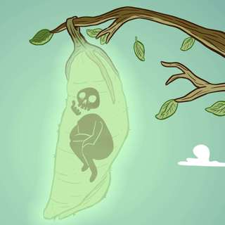 3. PUPATION