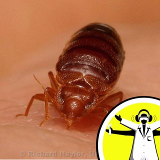 Bed Bug Biology