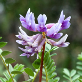 4. Herbalism - Astragalus membranaceous - Huang Qi - Astragalus Butter Recipe 🧈😋