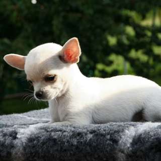 Do Pets Grieve? How to Help Dogs and Cats After a Loss