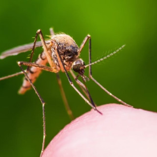 Google Wants to Release 32 Million Mosquitoes in California and Florida. Here’s Why🦟