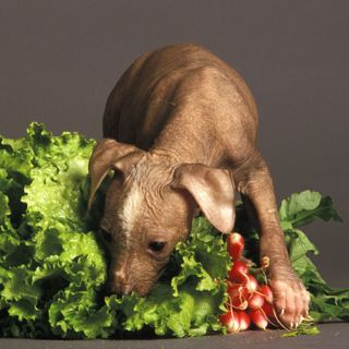 413. Guantanamo, WCs and vegan dogs