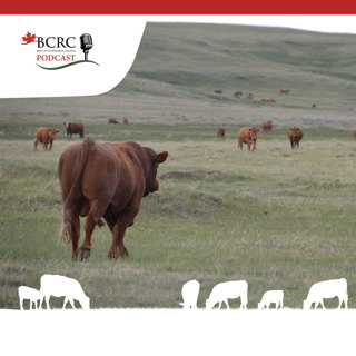 Episode 66: Birds, Bees and Breeding Beef Cattle
