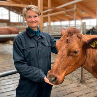Belysning til storfe