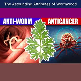 The Astounding Attributes of Wormwood