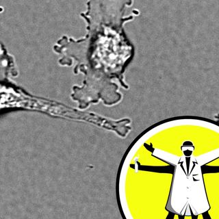Kent's meningitis outbreak, and heat-loving amoeba