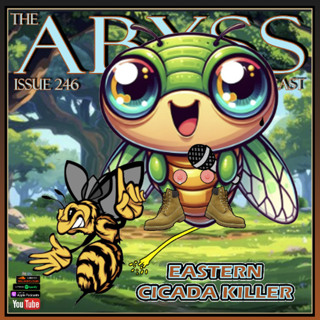 Issue 246: Eastern Cicada Killer