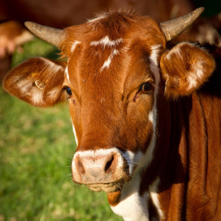 293 – Q&A: Veganism, Letting Thoughts Go, and Motivation for Action