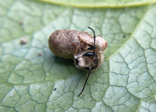Ep. 132 Hosting Solitary Bees