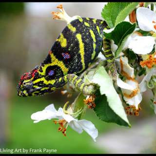 112: Furcifer minor with Frank Payne