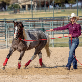 Horse trainer brings experience and passion to Newdale clinic