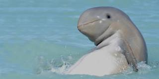 Irreplaceable Irrawaddy Dolphins