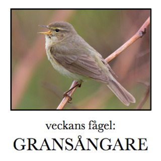 Gransångare