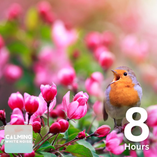 Relieve Stress & Anxiety with Relaxing Forest Birds (8 Hours) | Nature Sounds for Ultimate Relaxation