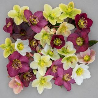 Unlocking the potential of your garden in midwinter